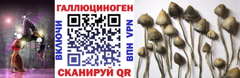 Галлюциногенные грибы GOLDEN TEACHER  Галич 